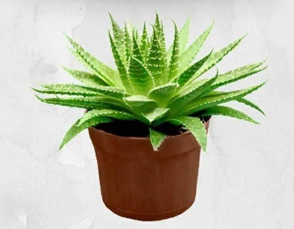 Indoor Plant Aloe Vera
